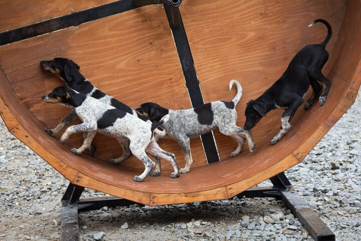 Musher's Camp and Gold Panning Adventure - Photo 1 of 11